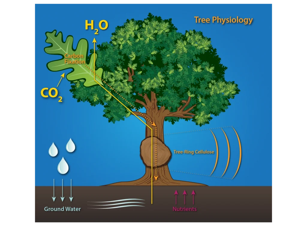 Tree physiology illustration on a blue field, tracing carbon fixation in an oak leaf, water release as H2O, and the path of CO2 and ground water through the trunk into tree-ring cellulose, with nutrients rising from the soil
